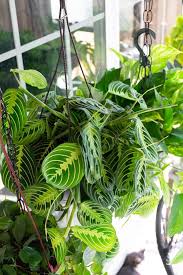 Maranta Leuconeura var. Kerchoveana (Green Prayer Plant Hanging Basket)