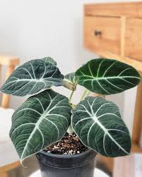 Alocasia Reginula 'Black Velvet' (Black Velvet Alocasia)