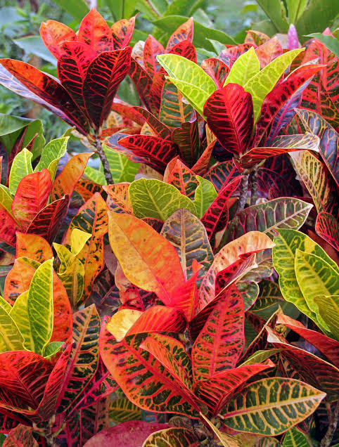 Codiaeum Variegatum (Assorted Croton)
