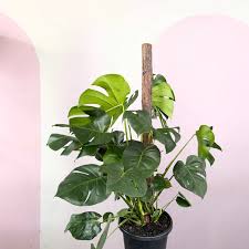 Monstera Deliciosa 'Tauerii' (Monstera Tauerii Totem Pole)