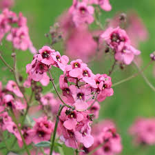 Diascia Spp. (Pink Diascia)