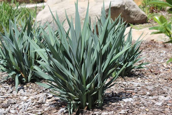 Dianella hybrid ‘DIAN04’ Summer Rev™ (Summer Rev™ Dianella)