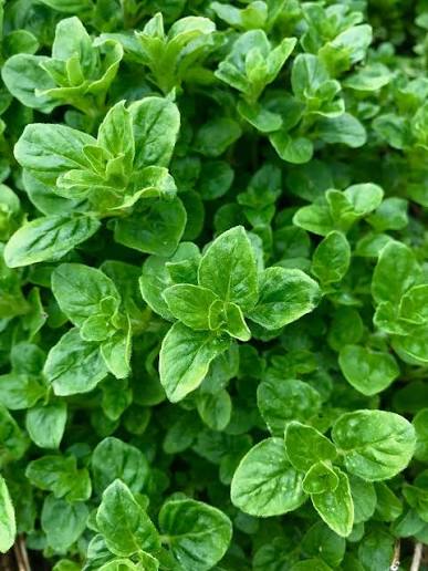Origanum vulgare (Oregano)