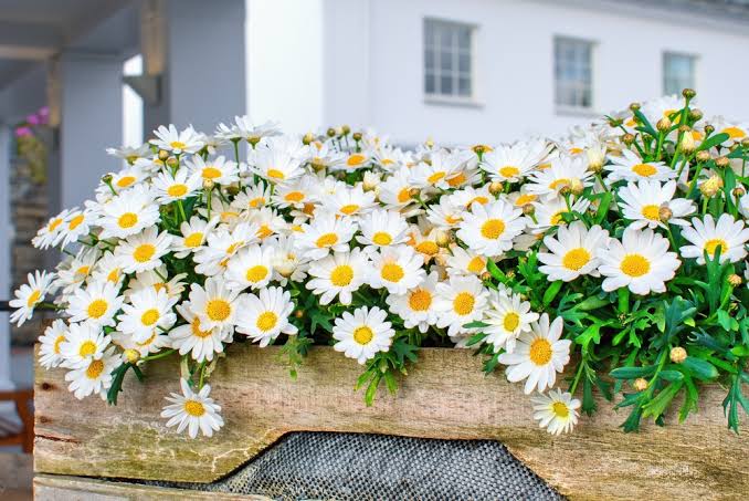 Argyranthemum frutescens 'Aramis Milk' (Aramis Milk Marguerite Daisy)