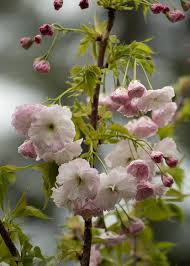 Prunus serrulata 'Shimizu Sakura' (Shimizu Sakura Pink Flowering Cherry)