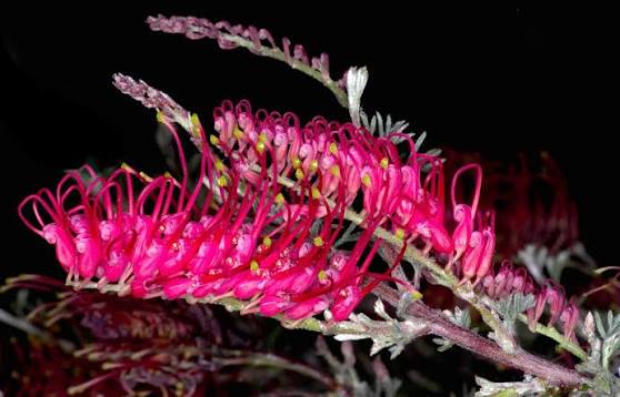 Grevillea humifusa (Spreading Grevillea)