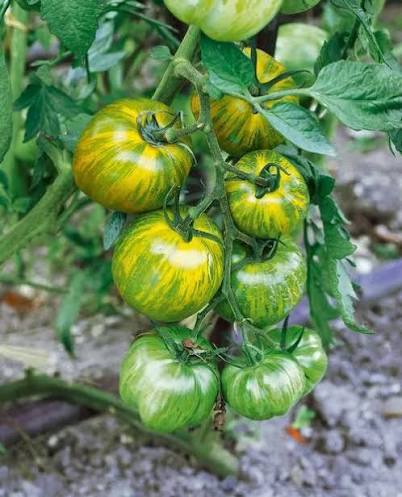 Solanum Lycopersicum 'Green Zebra' (Green Zebra Tomato)
