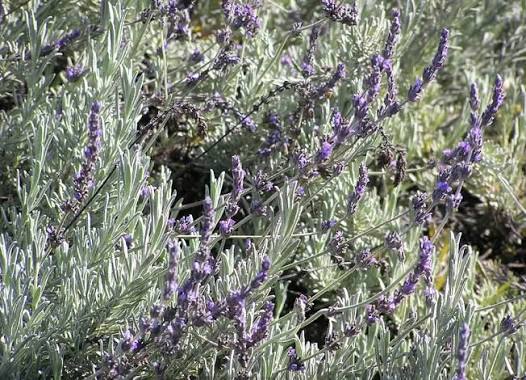 Lavandula Allardii (Allard's Lavender)