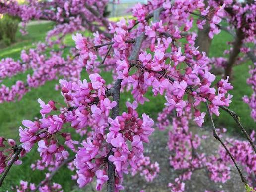 Cercis Canadensis (Eastern Redbud)