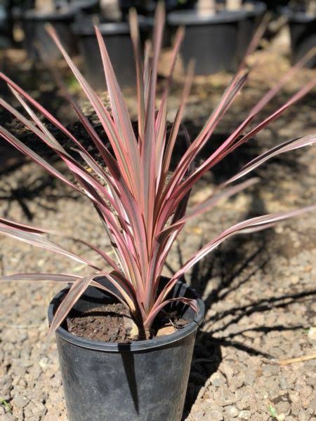 Cordyline hybrida ‘Fairy Floss’ (Fairy Floss Cordyline)