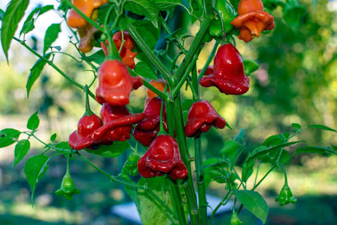 Capsicum Baccatum (Bishop's Crown Chilli)