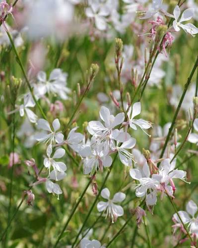 Oenothera Lindheimeri 'White' (White Gaura)