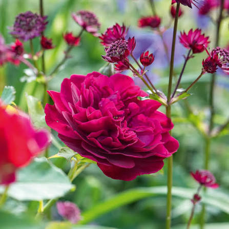 Rosa 'Darcey Bussell' (Darcey Bussell English Rose)