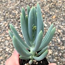 Senecio Serpens Blue Chalksticks (Mandraliscae)