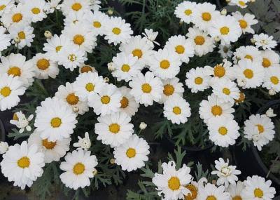 Argyranthemum frutescens 'Aramis Milk' (Aramis Milk Marguerite Daisy)