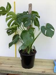 Monstera Deliciosa 'Tauerii' (Monstera Tauerii Totem Pole)