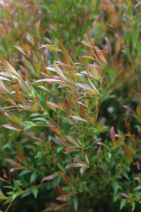 Acmena smithii ‘Red Tip Form’ (Red Tip Lilly Pilly)