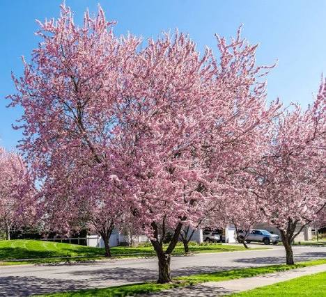 Prunus campanulata (Taiwan Cherry)