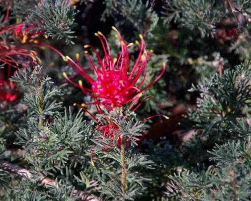 Grevillea humifusa (Spreading Grevillea)
