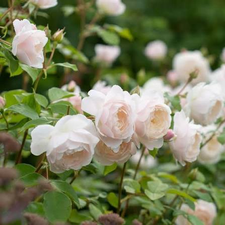 Rosa 'Desdemona' (Desdemona English Rose)