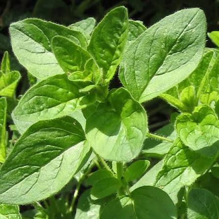 Origanum vulgare (Oregano)