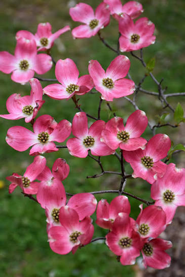Cornus florida ‘Rubra’ (Pink Flowering Dogwood)