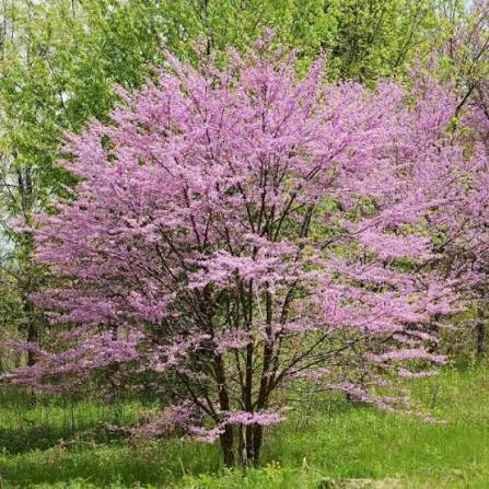 Cercis canadensis (Eastern Redbud)