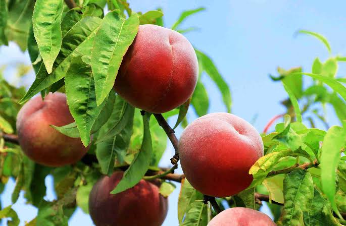 Prunus Persica 'Anzac' (Dwarf Anzac Peach)