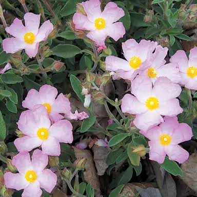 Cistus × Purpureus (Silver Pink Rock Rose)