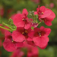 Diascia Spp. (Red Diascia)