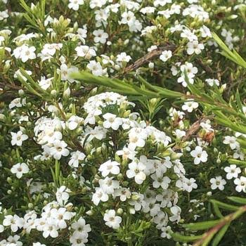 Coleonema Pulchellum 'White' (White Breath of Heaven)