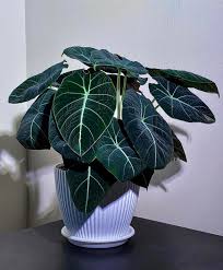 Alocasia Reginula 'Black Velvet' (Black Velvet Alocasia)