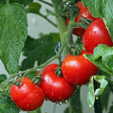 Solanum Lycopersicum (Grosse Lisse Tomato)