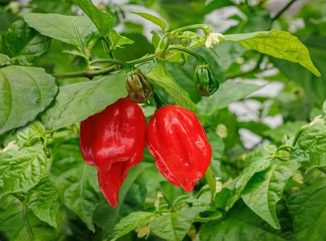 Capsicum Chinense (Carolina Reaper Chilli)
