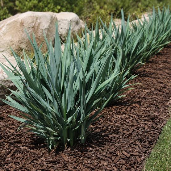 Dianella hybrid ‘DIAN04’ Summer Rev™ (Summer Rev™ Dianella)