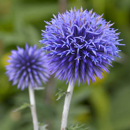 Echinops Ritro (Blue Globe Thistle)