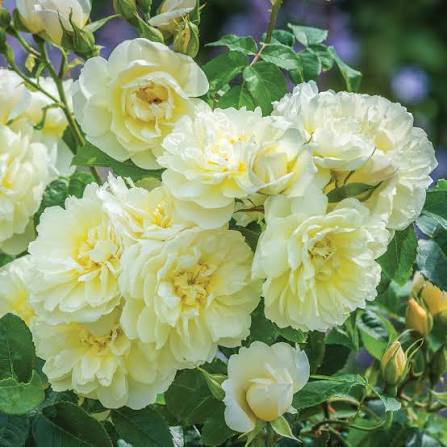 Rosa 'Imogen' (Imogen English Rose)