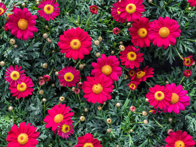 Argyranthemum frutescens 'Aramis Velvet' (Aramis Velvet Marguerite Daisy)