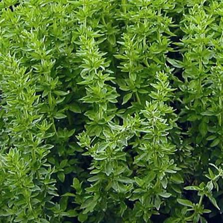 Origanum vulgare subsp. hirtum (Greek Oregano)