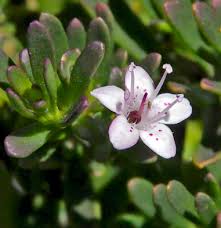 Myoporum Parvifolium 'Broad Leaf Pink' (Broad Leaf Pink Creeping Boobialla)