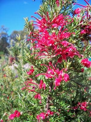 Grevillea lavandulacea ‘Chetwynd’ (Chetwynd Grevillea)