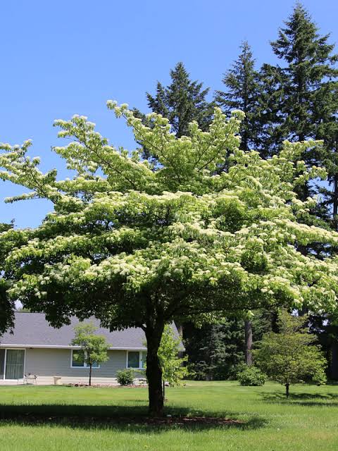 Cornus controversa 'June Snow' (June Snow Giant Dogwood)