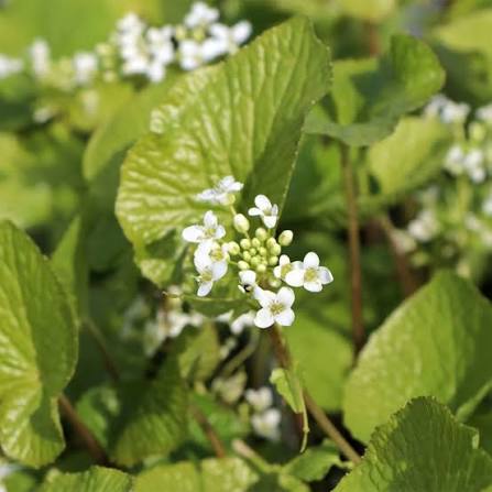Eutrema japonicum (Wasabi)