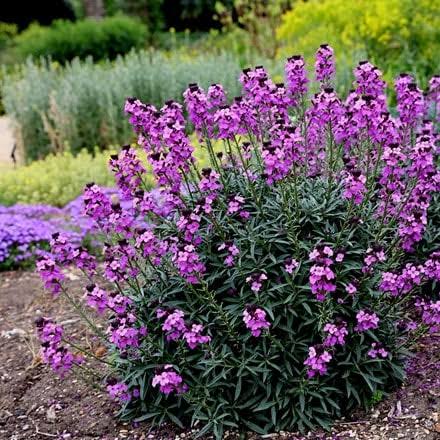 Erysimum 'Bowles's Mauve' (Bowles's Mauve Wallflower)