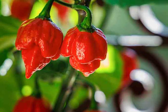 Capsicum Chinense (Carolina Reaper Chilli)