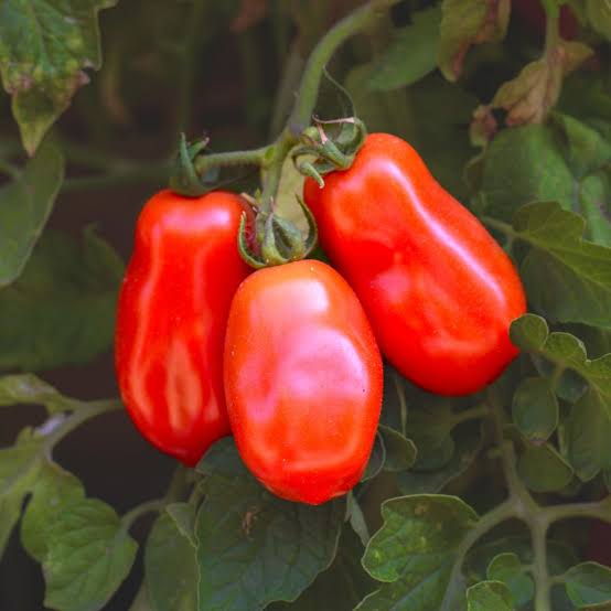 Lycopersicon Esculentum 'Mamma Mia' (Mamma Mia Tomato)