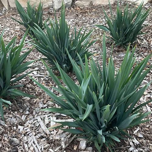Dianella hybrid ‘DIAN04’ Summer Rev™ (Summer Rev™ Dianella)