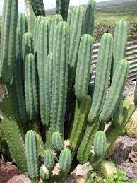 Echinopsis Pachanoi (San Pedro Cactus)