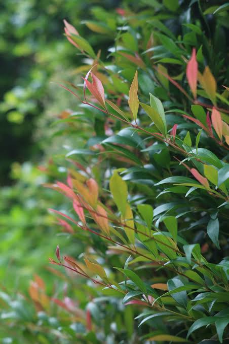 Acmena smithii ‘Red Tip Form’ (Red Tip Lilly Pilly)