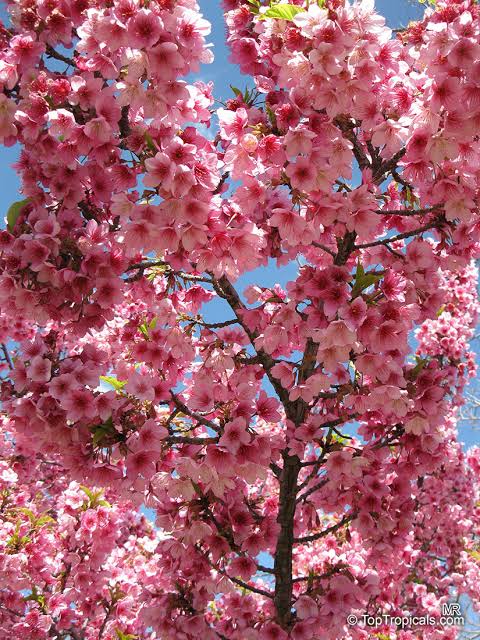 Prunus campanulata (Taiwan Cherry)